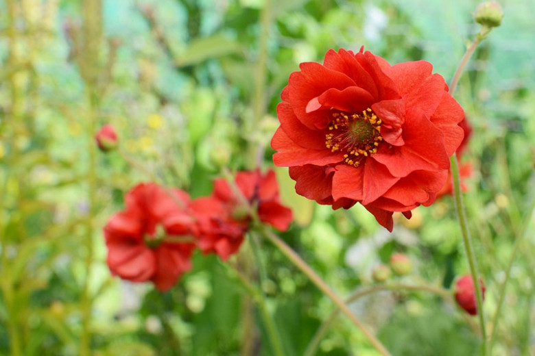 Geum Double Bloody Mary (Avens)
