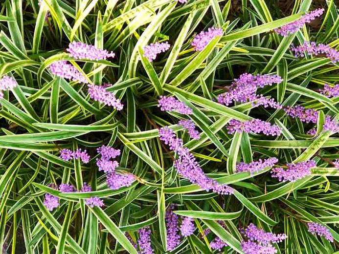 Liriope muscari Gold Band (Variegated Lily Turf)