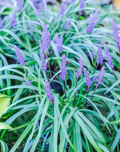 Liriope muscari Royal Purple (Lily Turf)