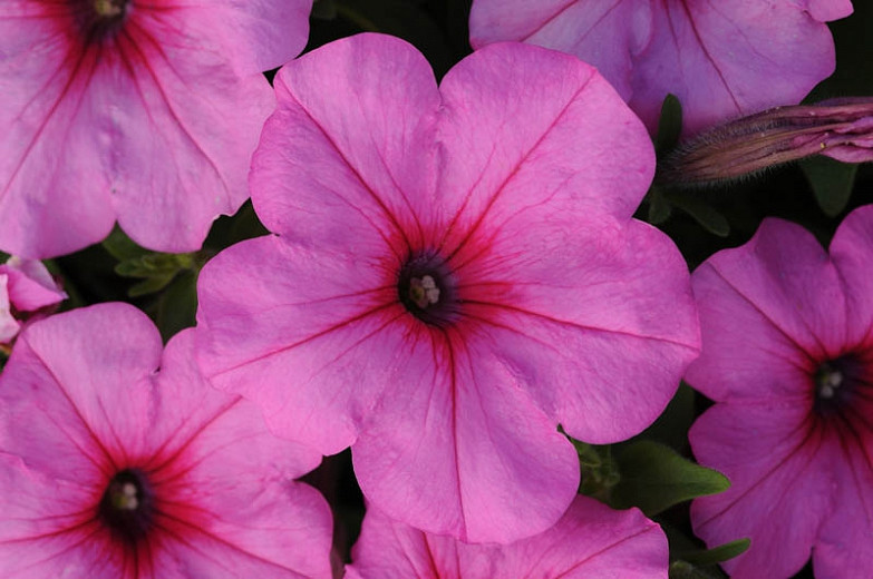Petunia Easy Wave Pink Passion