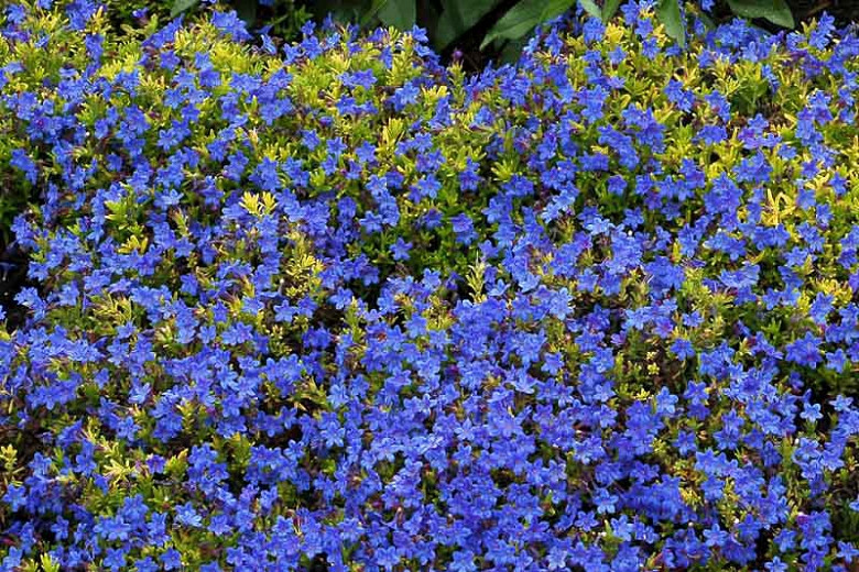 Lithodora diffusa Gold ‘n Sapphires (Gromwell)