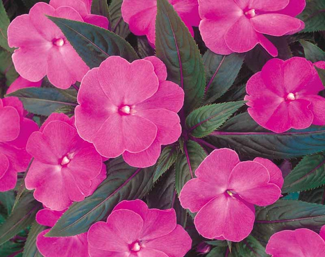 Impatiens Infinity Blushing Lilac