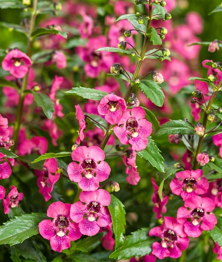 Angelonia Angelface Perfectly Pink (Summer Snapdragon)