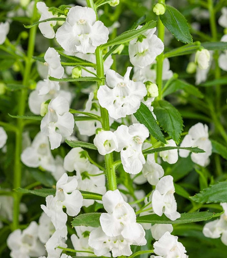Angelonia Angelface Super White (Summer Snapdragon)