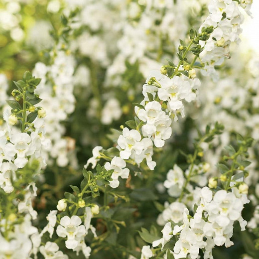 Angelonia Angelface White (Summer Snapdragon)