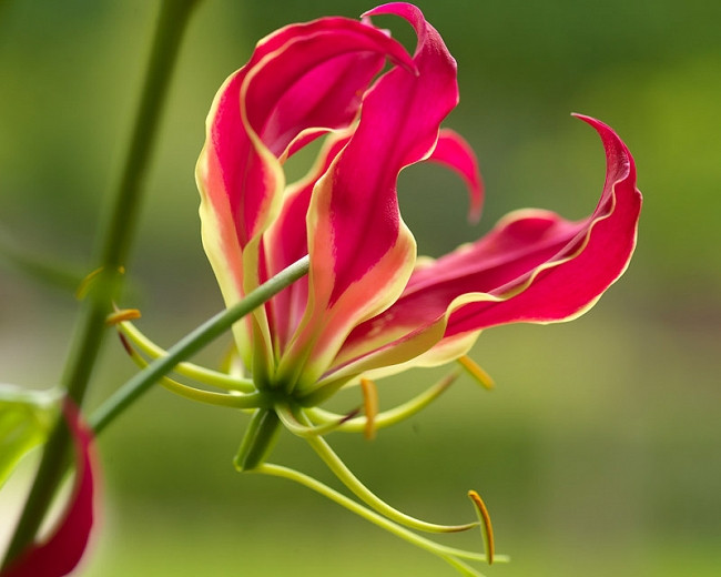 Gloriosa rothschildiana (Gloriosa Lily)