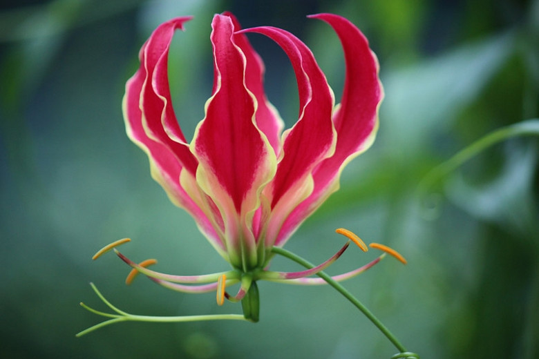 Gloriosa carsonii (Gloriosa Lily)