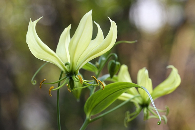 Gloriosa superba Greenii (Gloriosa Lily)