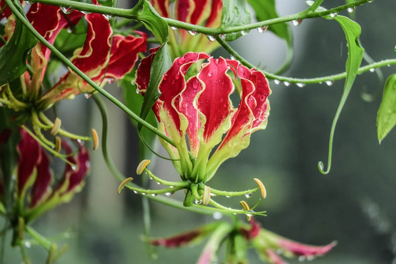 Gloriosa superba Himalayan Select (Gloriosa Lily)