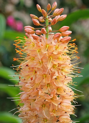 Eremurus Romance (Foxtail Lily)