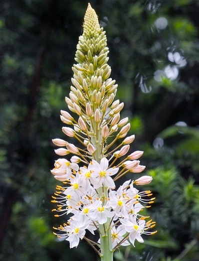 Eremurus Oase (Foxtail Lily)