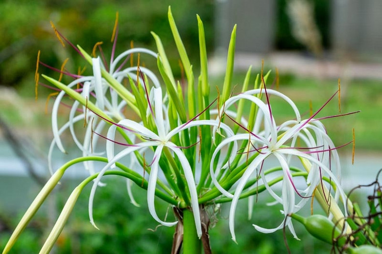 Crinum asiaticum (Giant Lily)