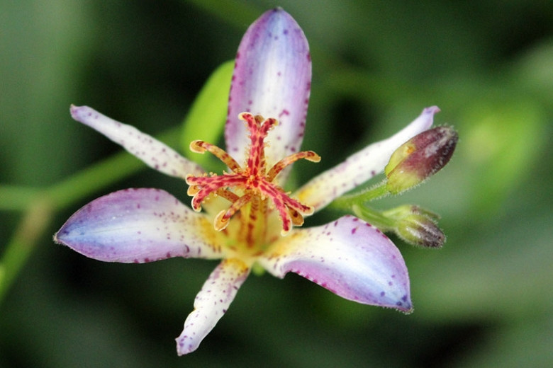 Tricyrtis Taipei Silk (Toad Lily)