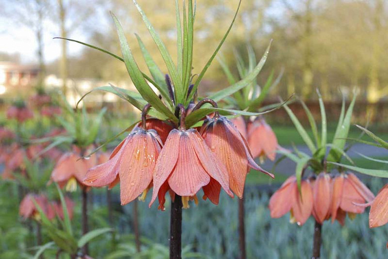 Fritillaria imperialis Beethoven (Crown Imperial)