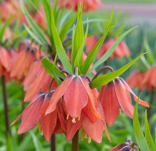 Fritillaria imperialis Bach (Crown Imperial)