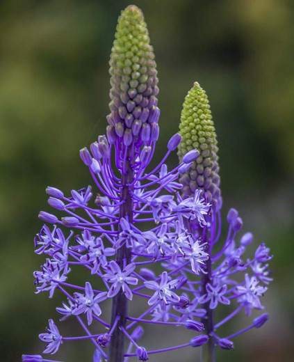 Scilla hyacinthoides (Hyacinth Squill)
