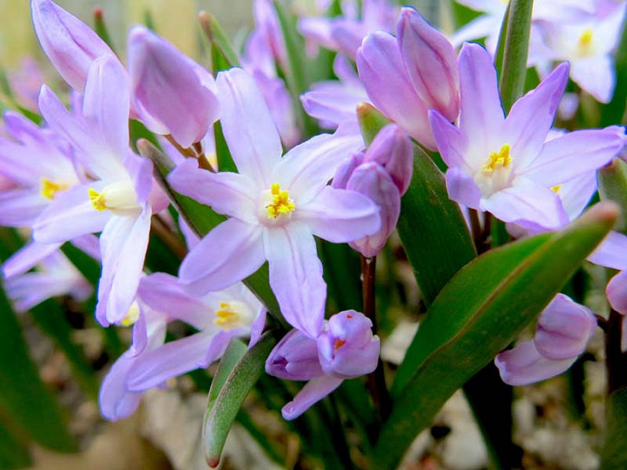 Chionodoxa forbesii Violet Beauty (Glory of the Snow)