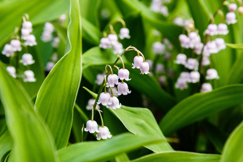 Convallaria majalis var. rosea (Lily of the Valley)