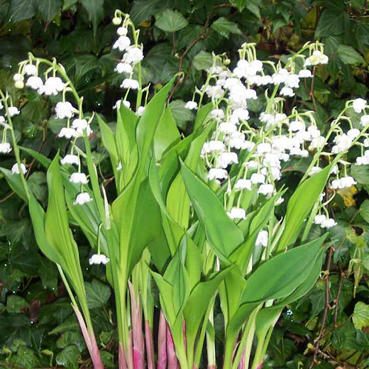 Convallaria majalis Bordeaux (Lily of the Valley)