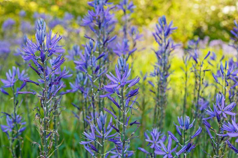 Camassia leichtlinii subsp. suksdorfii Caerulea Group (Camas)