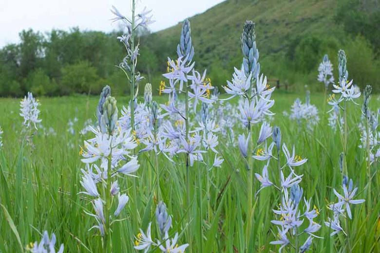 Camassia quamash (Camas)