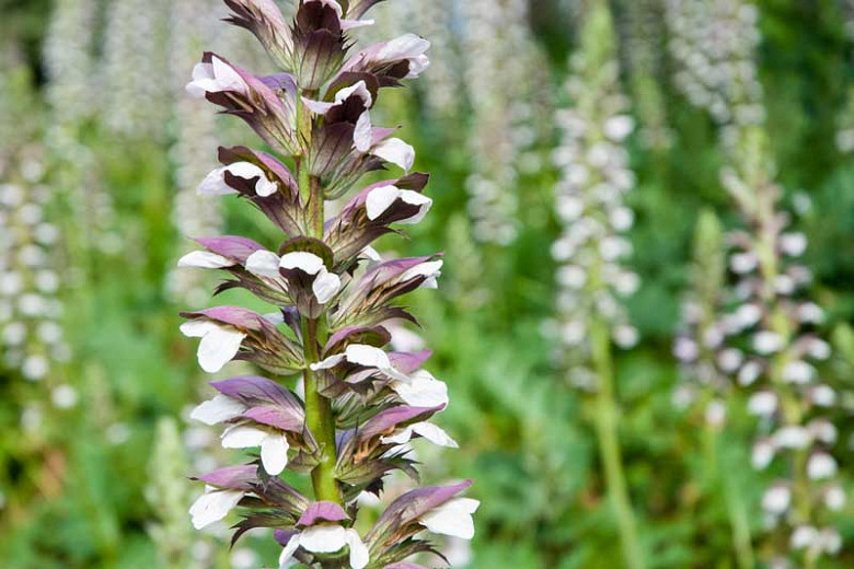 Acanthus mollis (Bears Breech)