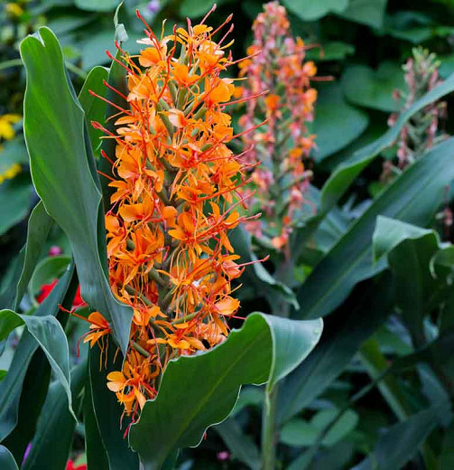 Hedychium Tara (Ginger Lily)