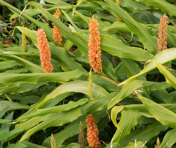 Hedychium densiflorum (Dense Ginger Lily)