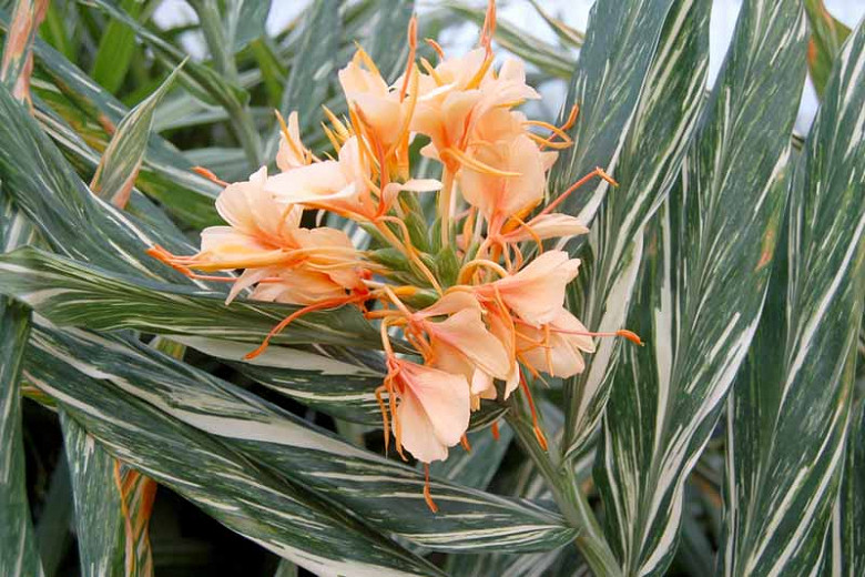 Hedychium Tahitian Flame (Variegated Ginger Lily)