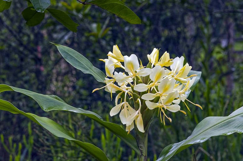 Hedychium flavescens (Yellow Ginger Lily)