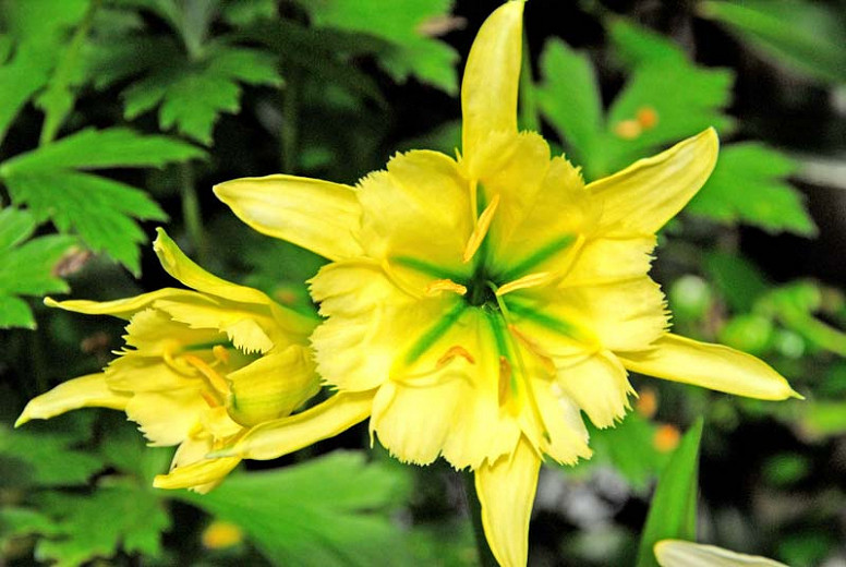 Hymenocallis Sulphur Queen (Peruvian Daffodil)