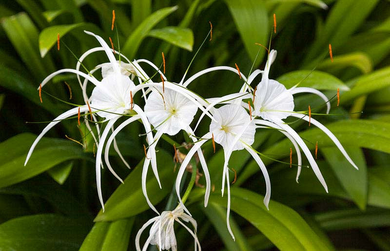 Hymenocallis littoralis (Beach Spider Lily)