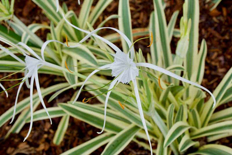 Hymenocallis caribaea Variegata (Caribbean Spider Lily)