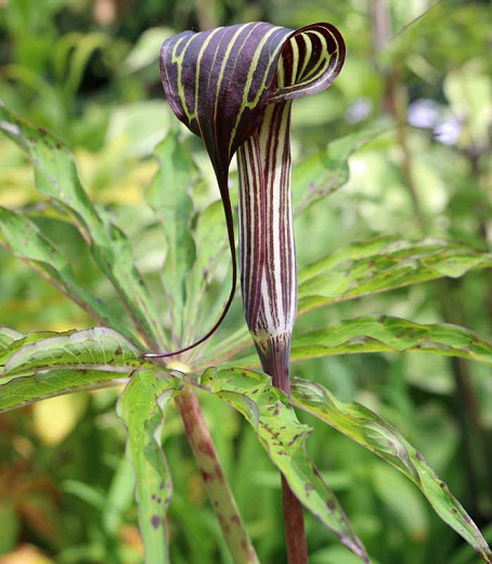 Arisaema consanguineum (Himalayan Cobra Lily)