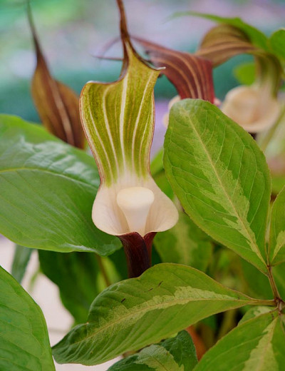 Arisaema sikokianum (Japanese Cobra Lily)