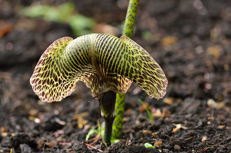 Arisaema griffithii (Griffiths Cobra Lily)
