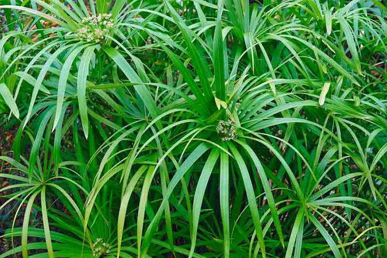 Cyperus involucratus (Umbrella Plant)