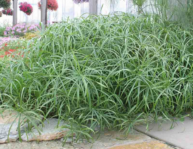 Cyperus involucratus Baby Tut (Umbrella Plant)