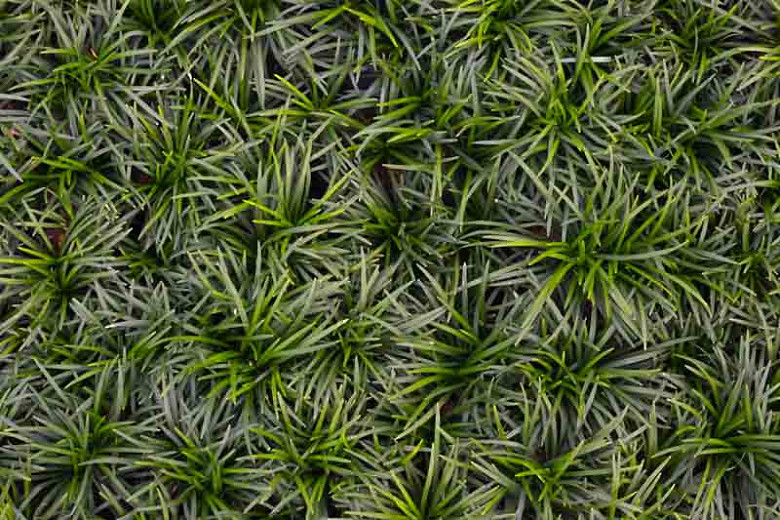 Ophiopogon japonicus Nana (Mondo Grass)
