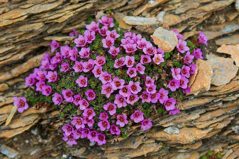 Saxifraga oppositifolia (Purple Mountain Saxifrage)