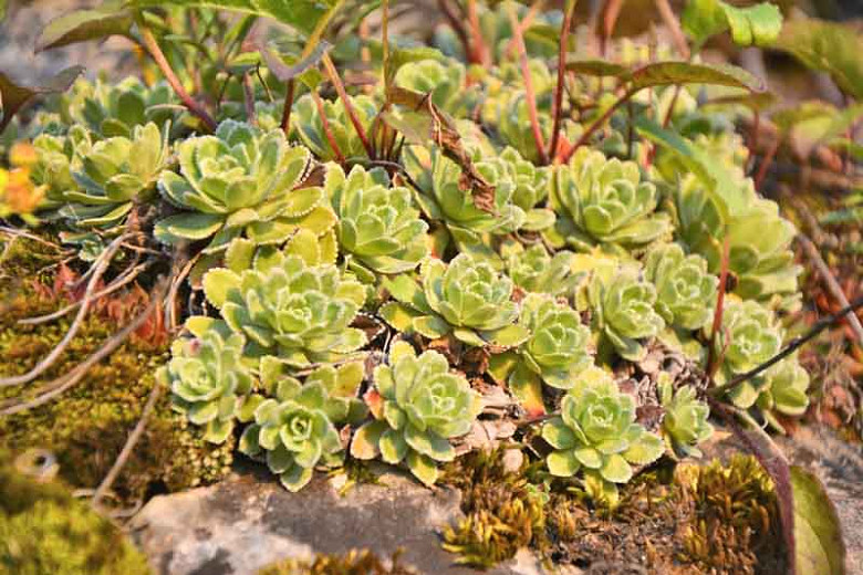 Saxifraga paniculata (Lifelong Saxifrage)