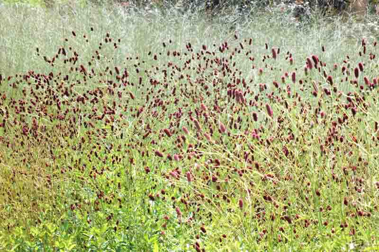 Sanguisorba officinalis Red Thunder (Great Burnet)