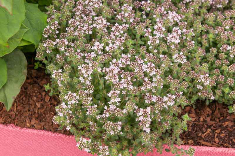 Thymus serpyllum Pink Chintz (Creeping Thyme)