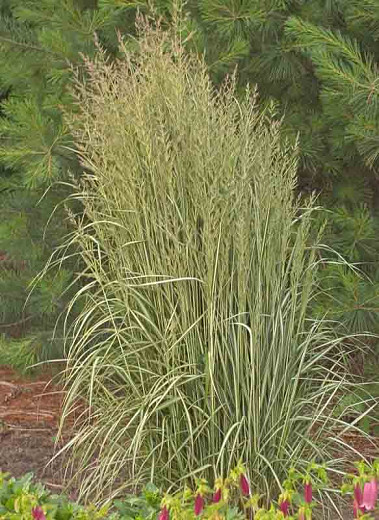 Calamagrostis x acutiflora Avalanche (Feather Reed Grass)