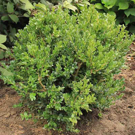 Buxus microphylla var. japonica Green Beauty (Japanese Boxwood)