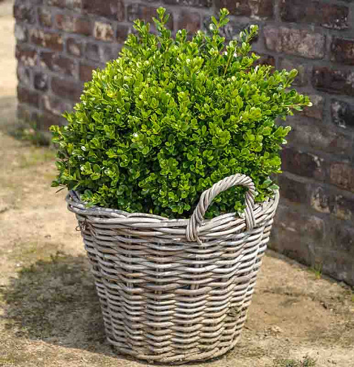 Buxus microphylla Faulkner (Small-Leaved Boxwood)