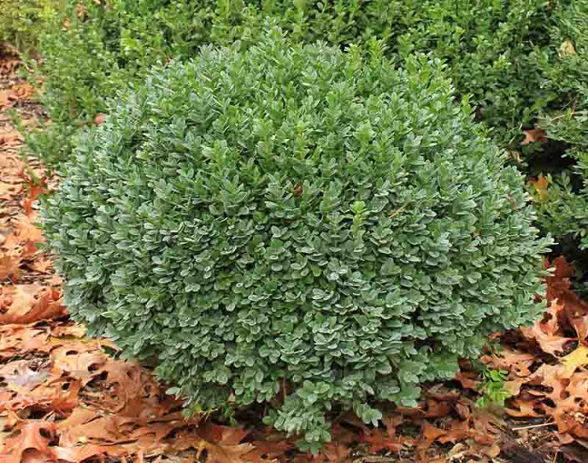 Buxus sinica var. insularis Nana (Korean Boxwood)
