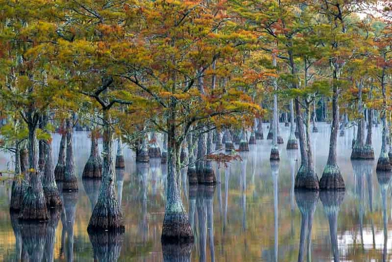 Taxodium ascendens (Pond Cypress)