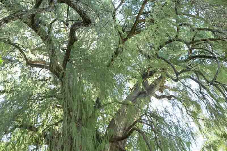Taxodium mucronatum (Montezuma Cypress)