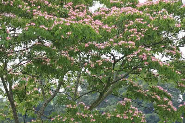 Albizia julibrissin (Silk Tree)